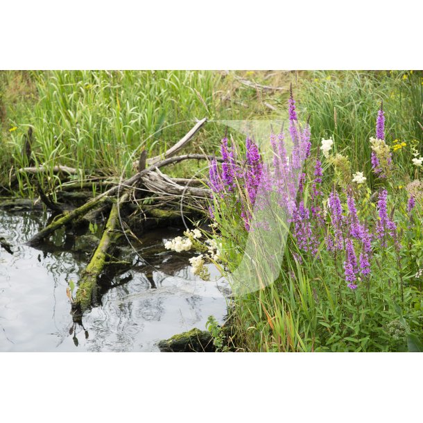 Natur ved Gudenen p Storkeengen i Randers