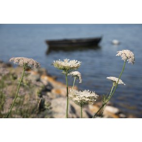 Knebelbro p� Mols