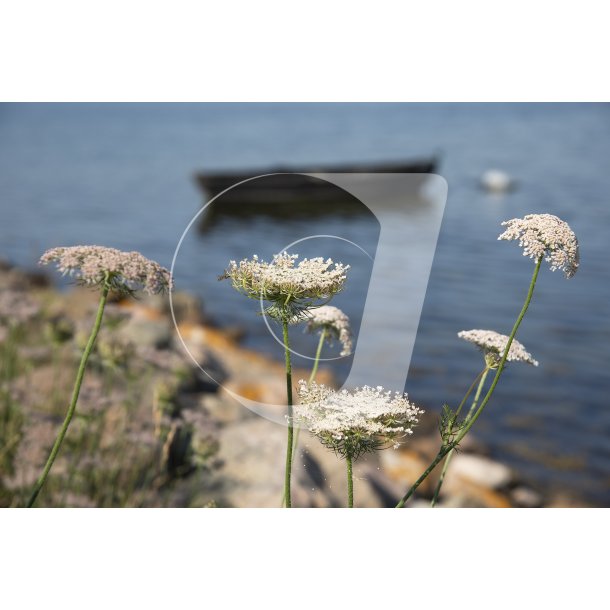 Knebelbro p� Mols