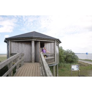 Fugletrn ved Ulvedybet og Limfjorden