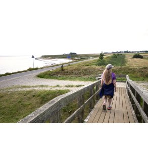 Fugletrn ved Ulvedybet og Limfjorden