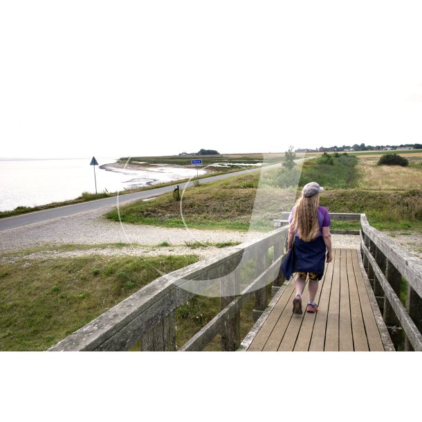 Fugletrn ved Ulvedybet og Limfjorden