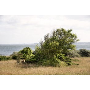 Naturen ved den gule vandrerute p Liv