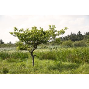 V�domr�de ved den gule vandrerute p� Liv�