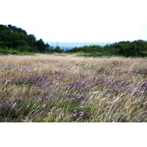 Heden ved den gule vandrerute p� Liv�