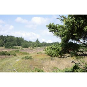 Den gule vandrerute g�r igennem heden p� Liv�