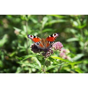 Sommerfugl ved den gule vandrerute p� Liv�