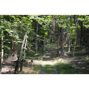 Den gule vandrerute g�r i igennem skoven p� Liv�