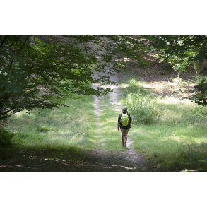 Den gule vandrerute g�r i igennem skoven p� Liv�