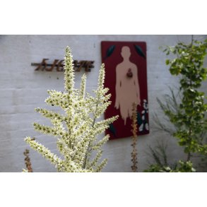 Krydderurtehave med l�geurter ved Vitsk�l kloster