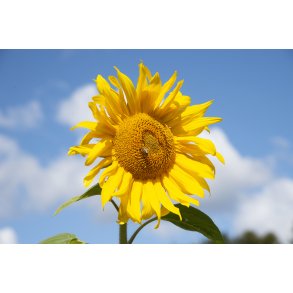 Solsikke med insekt p� solsikkemark hos 