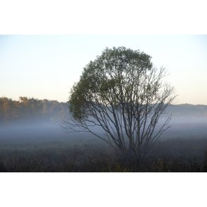 Efterrsmorgen i Vorup Enge ved Gudenen i Randers
