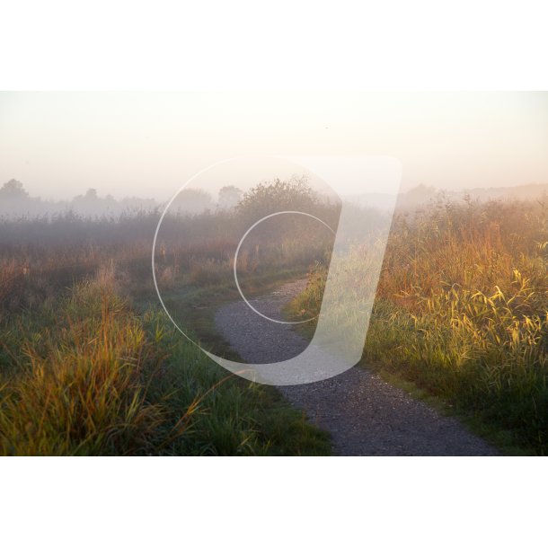Efterrsmorgen i Vorup Enge ved Gudenen i Randers