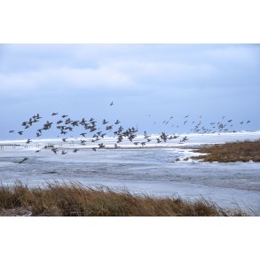 Sort sol med g�s en vinterdag ved �ster Hurup