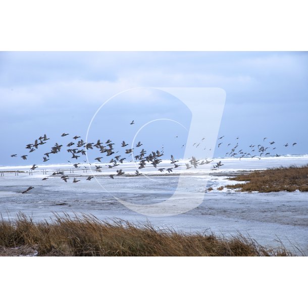 Sort sol med g�s en vinterdag ved �ster Hurup