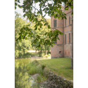 Natur ved Rosenholm