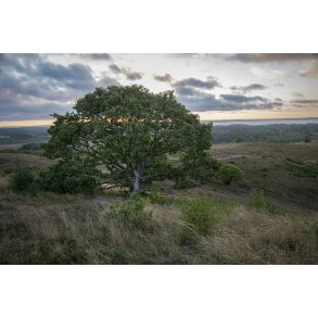 Agri Bavneh�j i Nationalpark Mols Bjerge