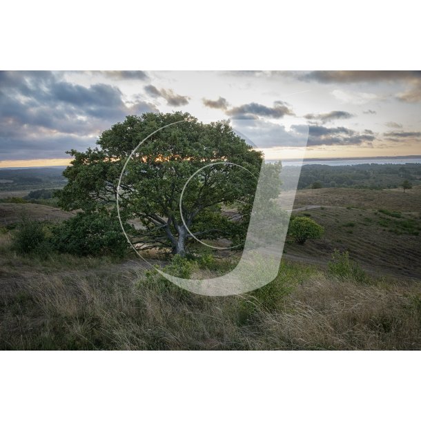 Agri Bavneh�j i Nationalpark Mols Bjerge