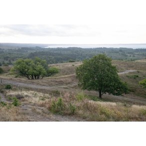 Agri Bavneh�j i Nationalpark Mols Bjerge
