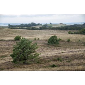 Agri Bavneh�j i Nationalpark Mols Bjerge