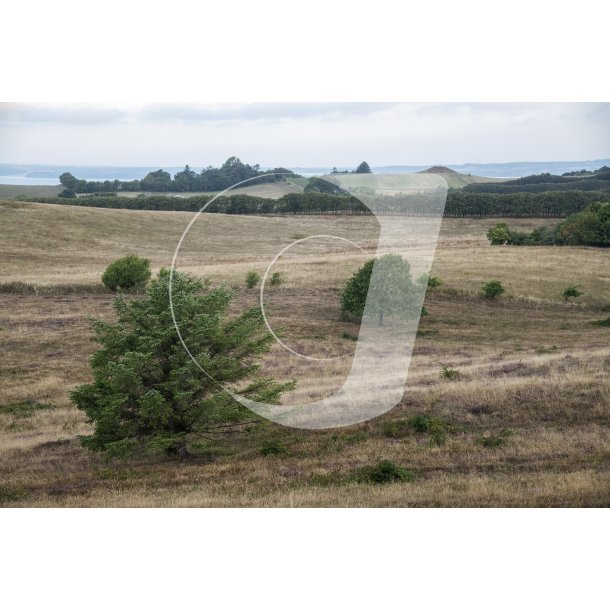 Agri Bavneh�j i Nationalpark Mols Bjerge