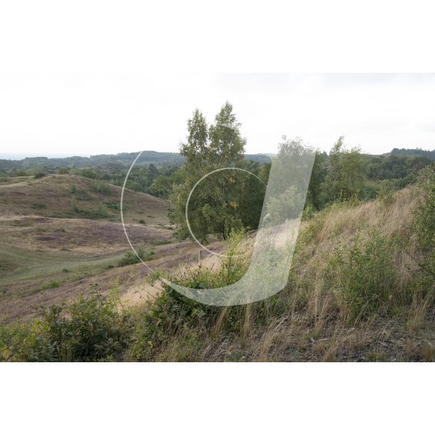 Agri Bavneh�j i Nationalpark Mols Bjerge