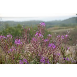 Agri Bavneh�j i Nationalpark Mols Bjerge
