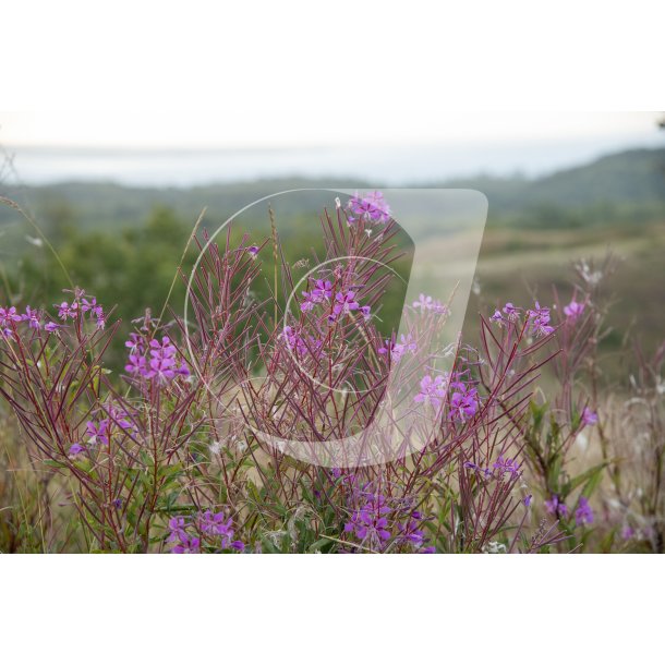 Agri Bavneh�j i Nationalpark Mols Bjerge