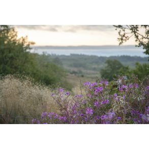 Agro Bavneh�j i Nationalpark Mols Bjerge