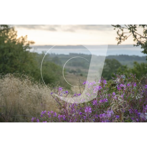 Agro Bavneh�j i Nationalpark Mols Bjerge