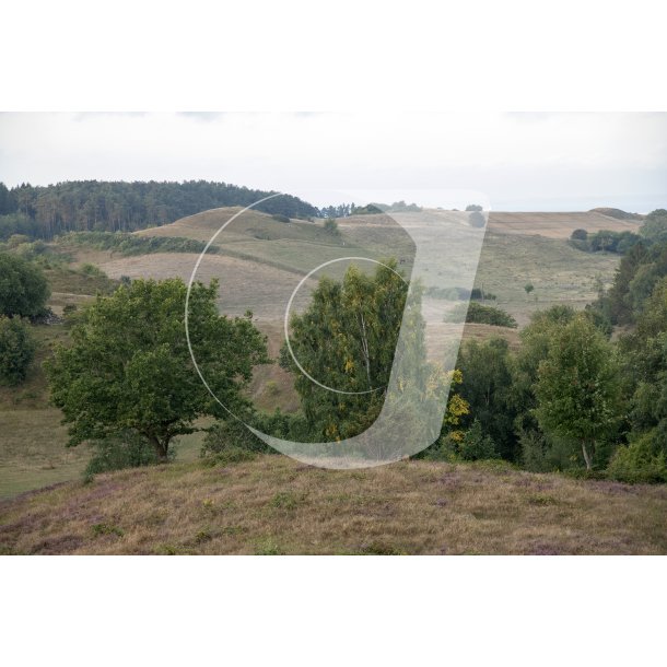 Agri Bavneh�j i Nationalpark Mols Bjerge