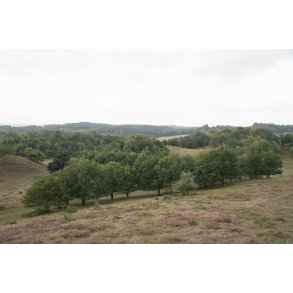 Agri Bavneh�j i Nationalpark Mols Bjerge