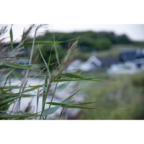Efter�rsaften ved F�lle strand