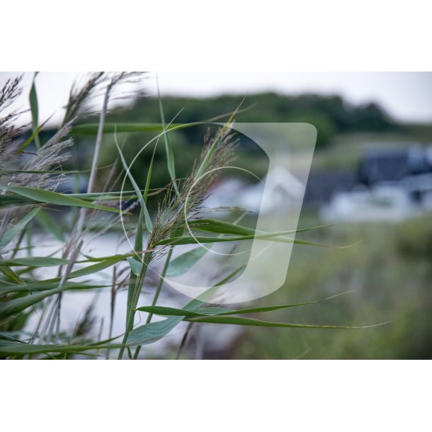 Efter�rsaften ved F�lle strand