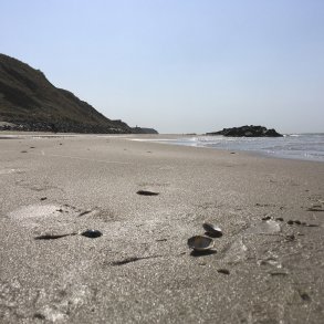 Strandskaller p stranden ved Lnstrup og med Rubjerg Knude i baggrunden