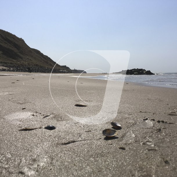 Strandskaller p stranden ved Lnstrup og med Rubjerg Knude i baggrunden