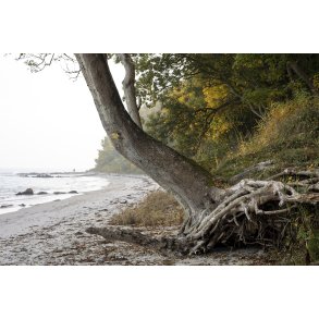 Tr� ved Fl�jstrup strand