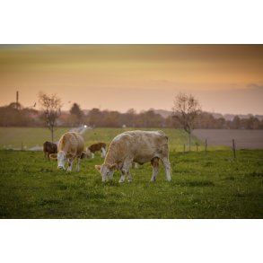 Gr�ssende kv�g i Fl�jstrup, med udsigt til Beder