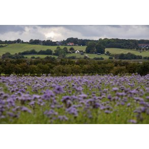 honningurt p� mark ved Norsminde i retning af Storenor