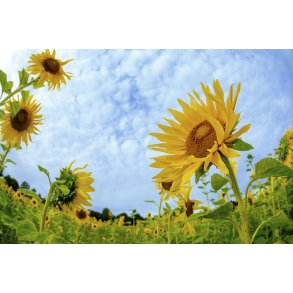 Solsikker i Fulden syd for Aarhus