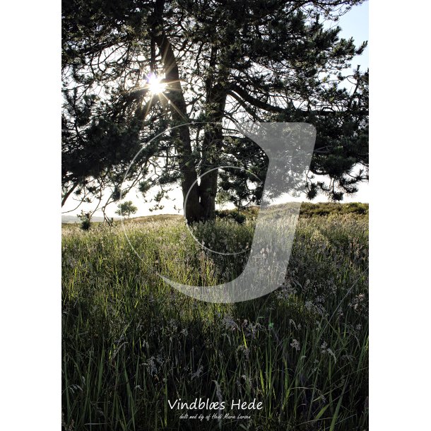 Vindbls Hede