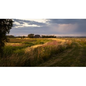 Diget ved Mellerup F�rgested ved Randers Fjord i aftenlys