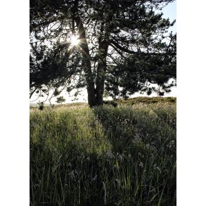 Solnedgang p� Vindbl�s Hede