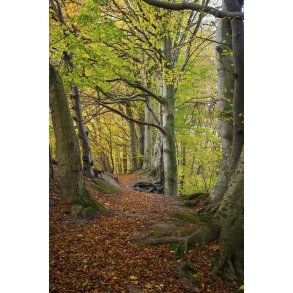 Efter�r i skoven omkring Giber � ved Beder