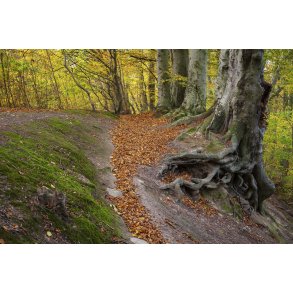 Efter�r i skovene omkring Giber � ved Beder