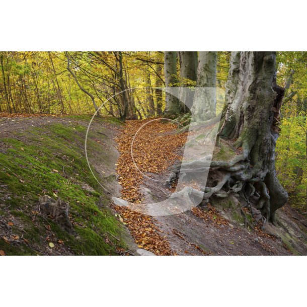 Efterr i skovene omkring Giber  ved Beder