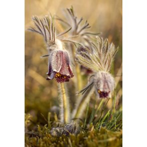 Lodden Kobj�lde i Naturpark Randers Fjord. Den er b�de sj�lden og fredet.