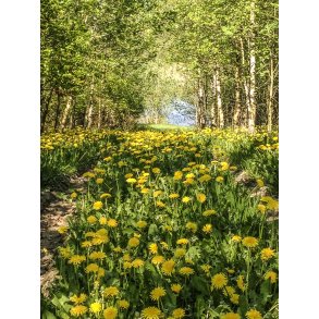M�lkeb�tte vej, med birkeskov n�r Tvede i Naturpark Randers Fjord