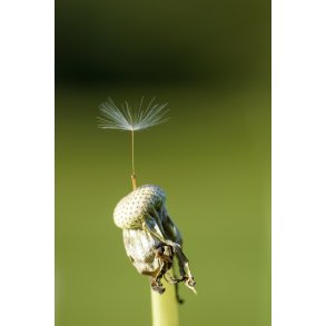 N�sten afblomstret m�lkeb�tte n�r Tvede i Naturpark Randers Fjord