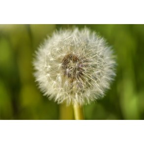 M�lkeb�tte klar til at smide fr�. N�r Tvede i Naturpark Randers Fjord